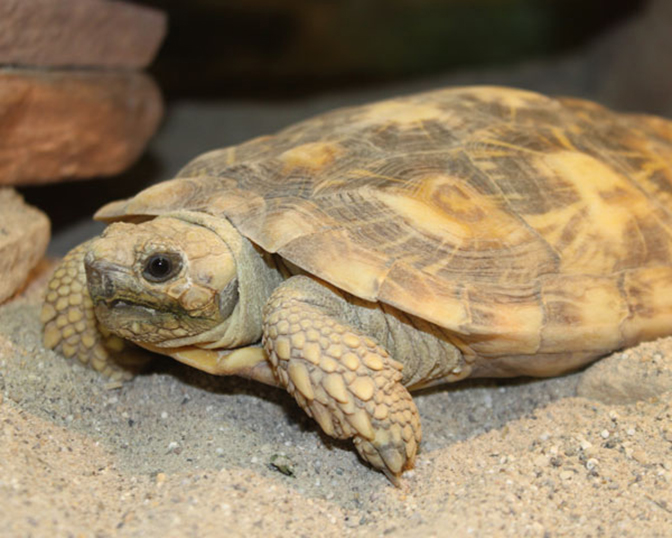 Pancake-Tortoise_IMAGE