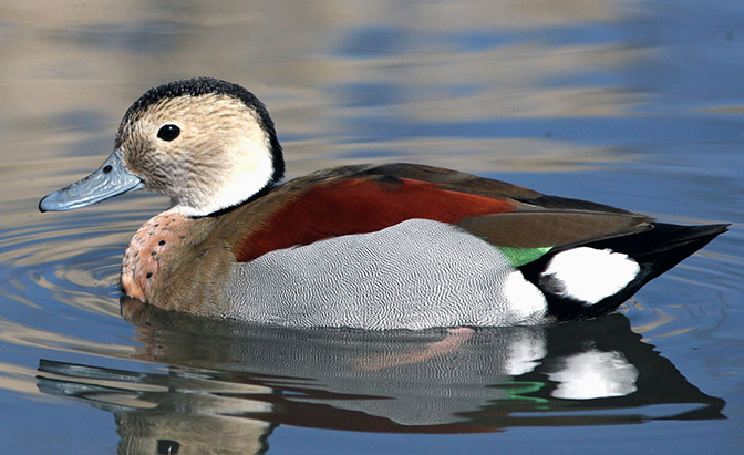 ringed-teal-duck_IMAGE