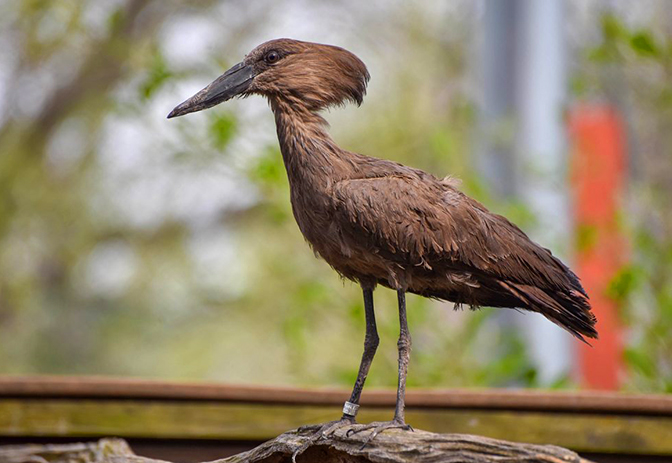 hamerkop_IMAGE