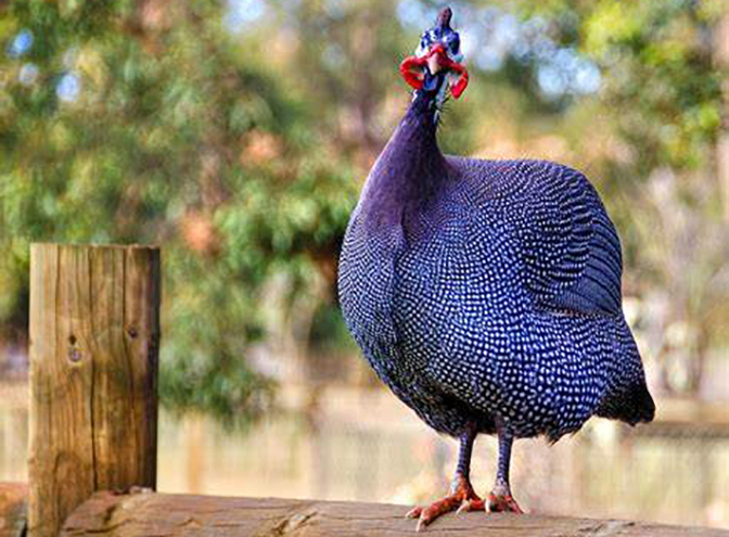 helmeted-guinea-fowl_IMAGE