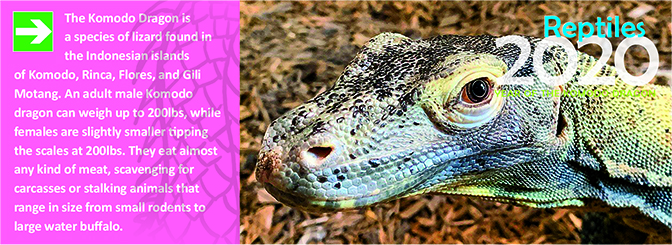 Komodo dragon_header