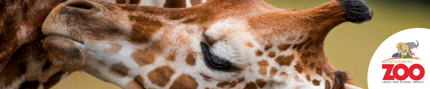 WEBSUBPAGE_HEADERS_IMAGE_GIRAFFE