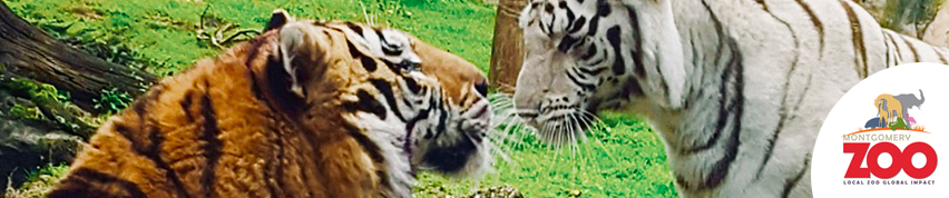 WEBSUBPAGE_HEADERS_IMAGE_TIGERS