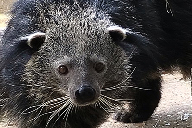 binturong IMAGE