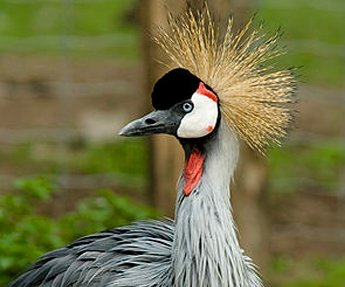 CROWNED CRANE_IMAGE