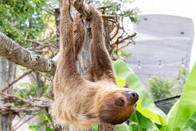 Two-toed Sloth_IMAGE