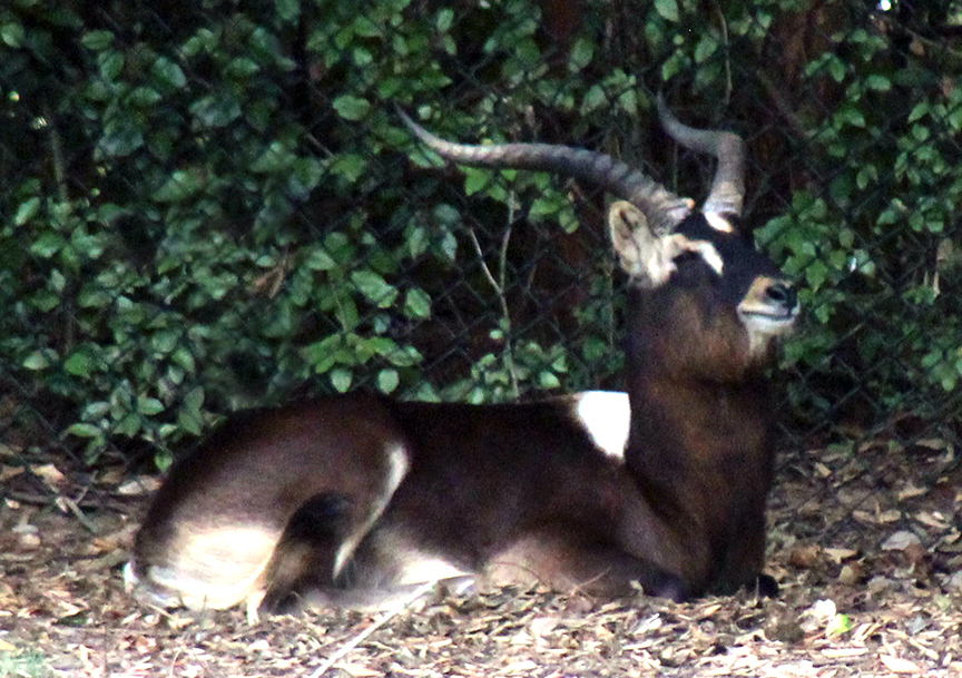 LECHWE_IMAGE