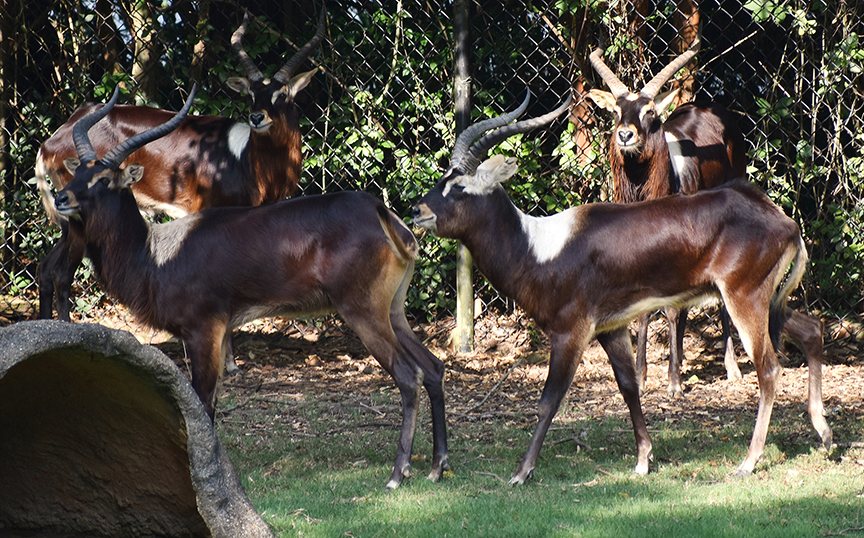 lechwe herd_IMAGE