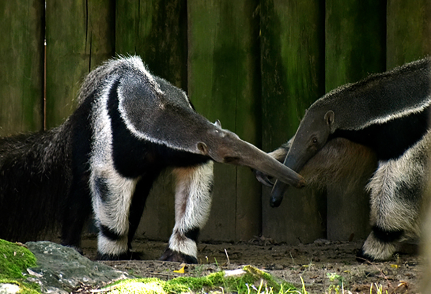 ANTEATER_IMAGE