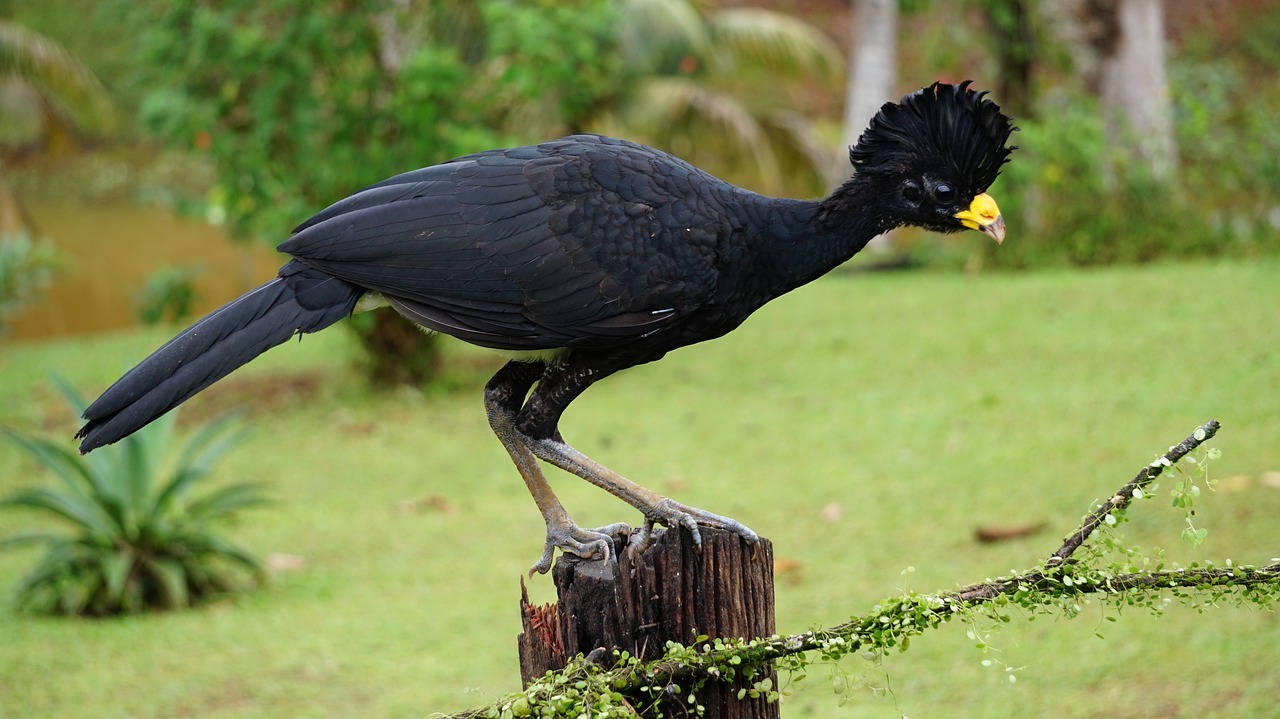 great-curassow-gbdfb7ef4d_1280