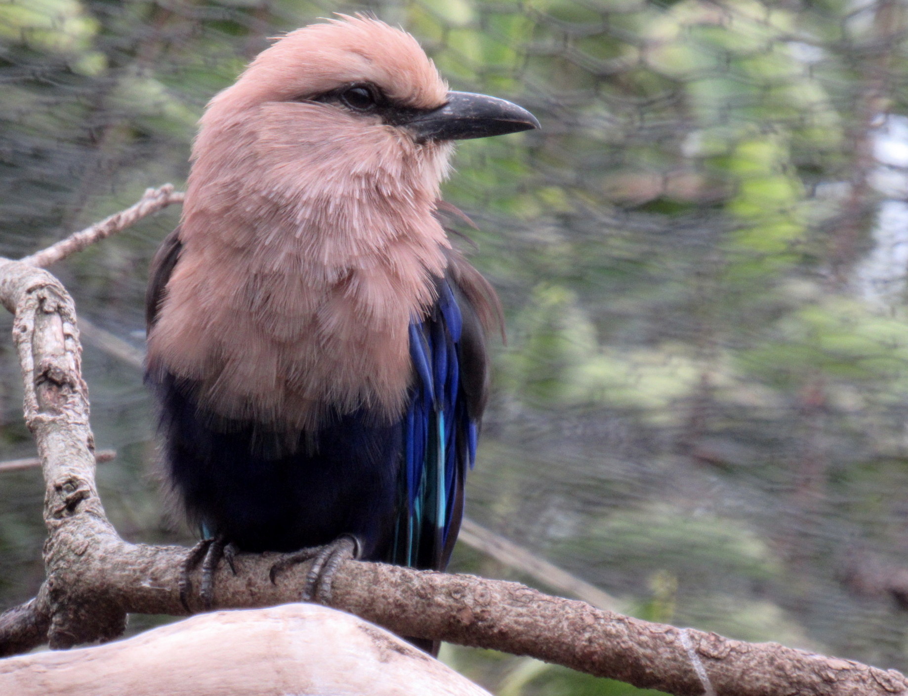 zoom10-15Blue-bellied-roller-IMG_8027