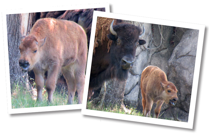 bison calves_web