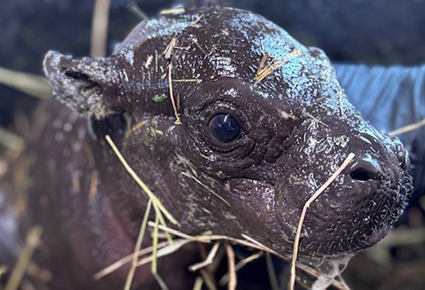 Hippo calf web image