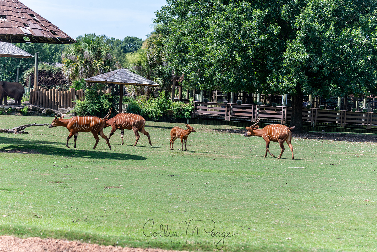 Bongo herd 4x6 2019