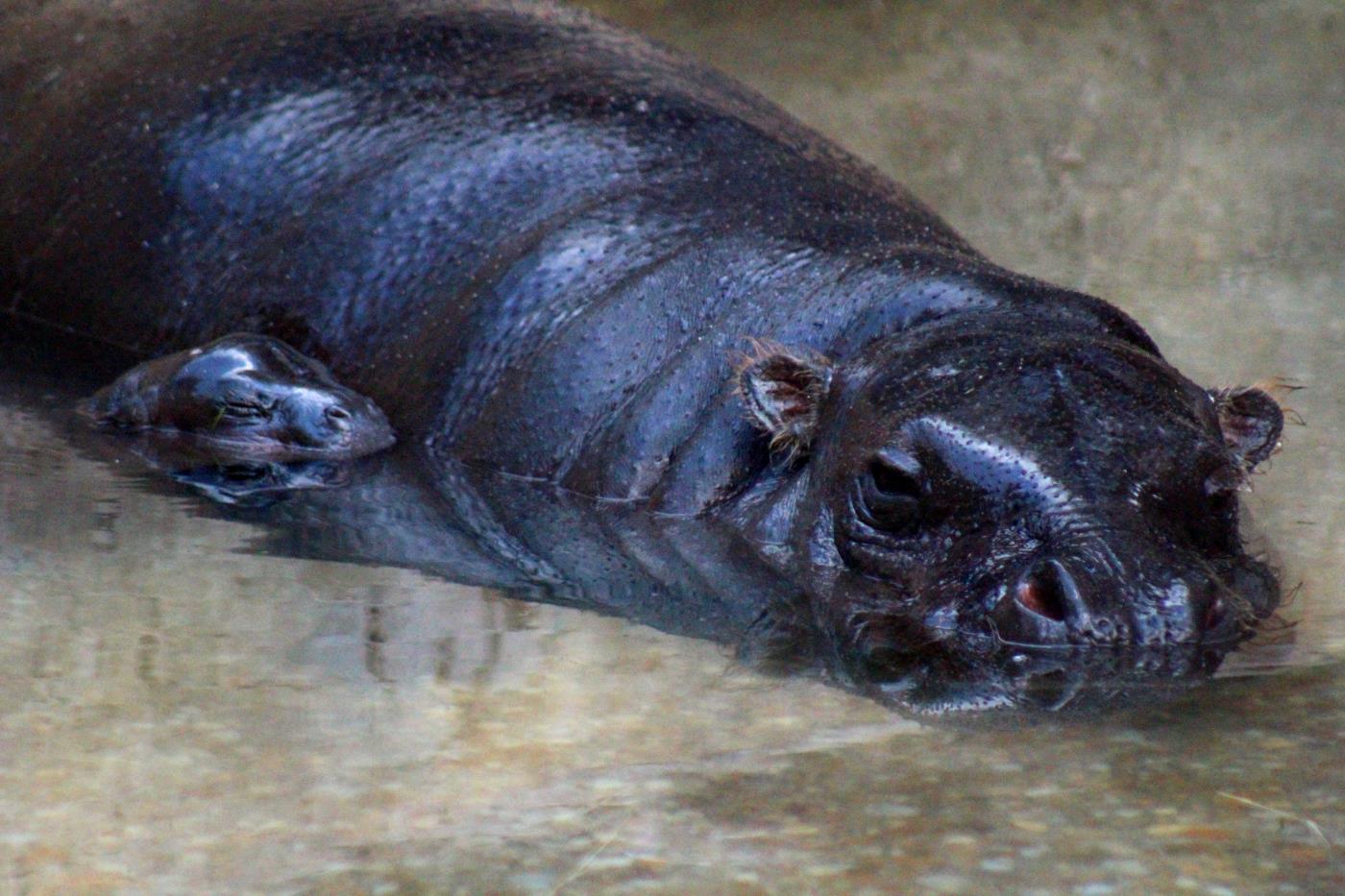 Hippo calf_debut Sept 19 2019