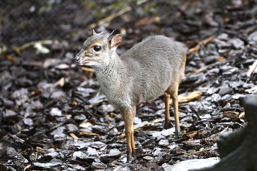 Blue_duiker_IMAGE