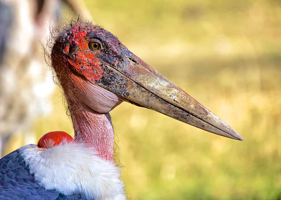 Marabou-stork_IMAGE