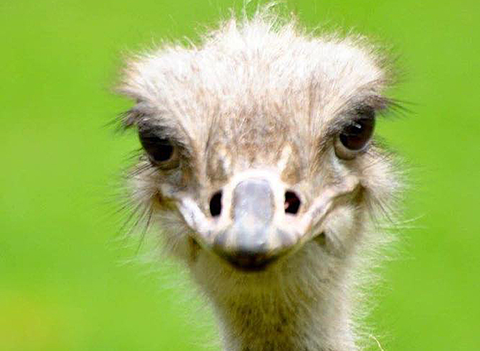 Ostrich_IMAGE