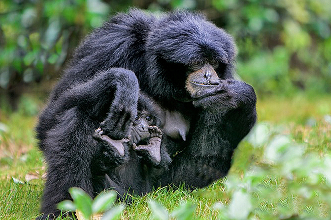 Siamangs_IMAGE