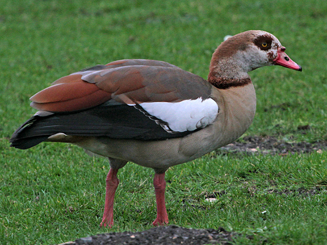 Egyptian Goose_IMAGE