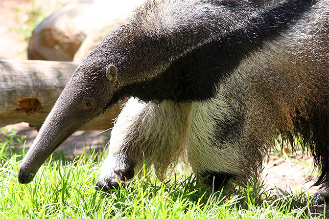 Giant anteater_IMAGE