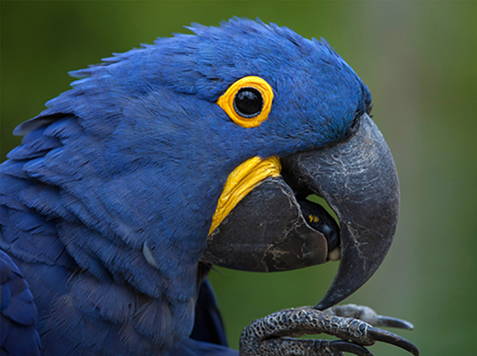 hyacinth macaw_IMAGE