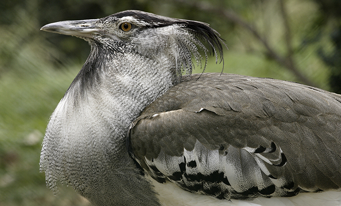 Koribustard_IMAGE