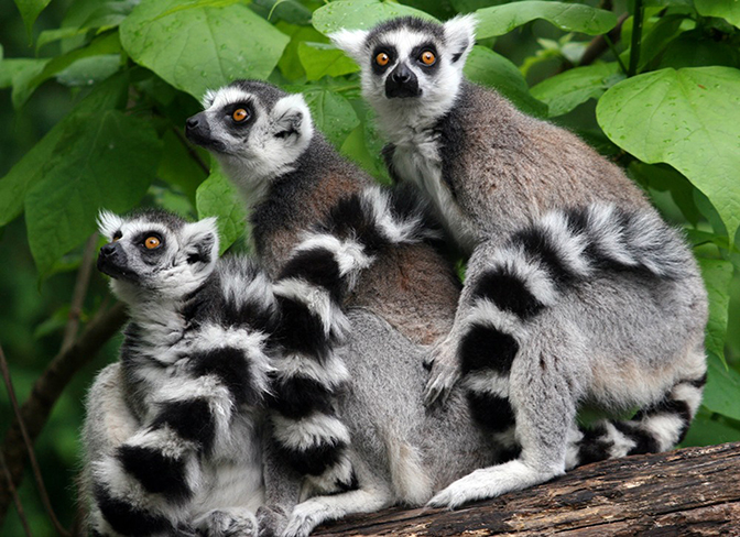 Lemurs_IMAGE