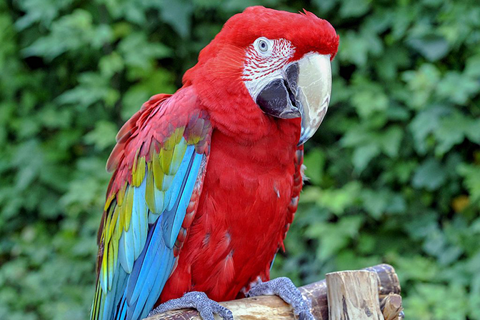 green winged macaw_IMAGE