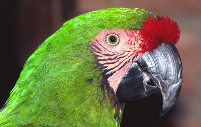 Military-Macaw_IMAGE