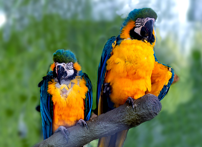 blue and gold macaws_IMAGE