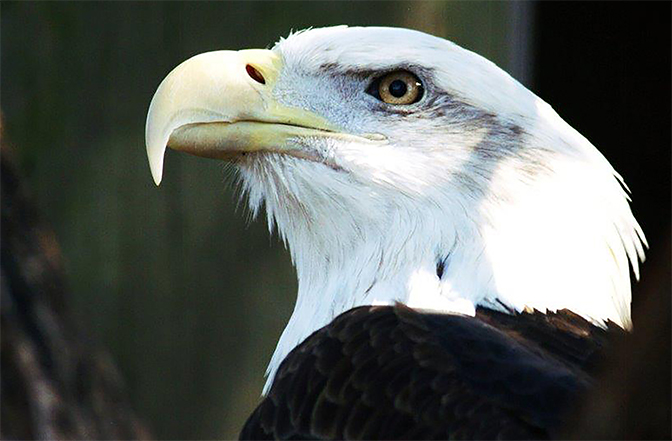 Bald_eagle_IMAGE