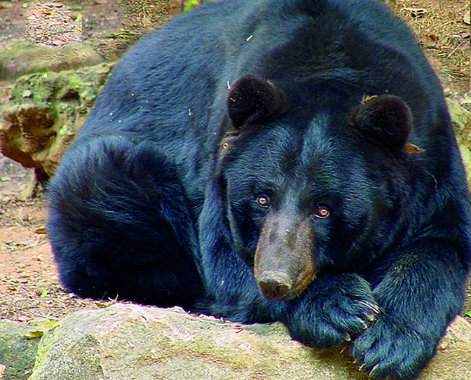 black bear_IMAGE