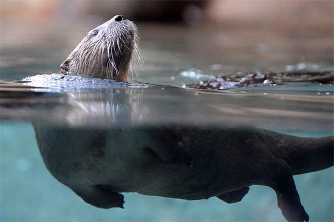 RIVER OTTER_IMAGE