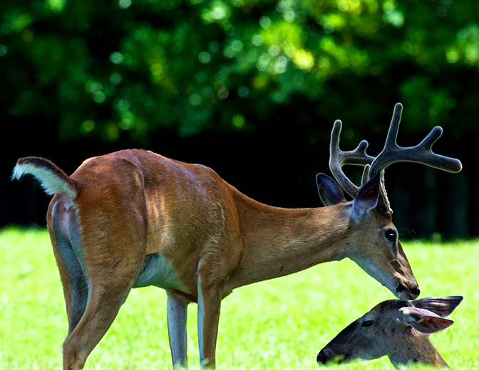 white tailed deer_IMAGE